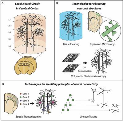 Advanced Technologies for Local Neural Circuits in the Cerebral Cortex